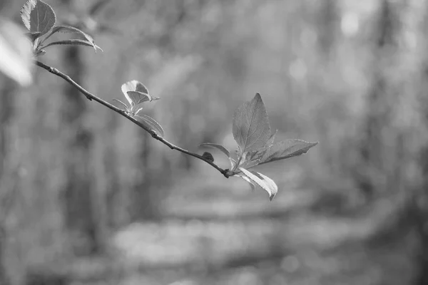 Novas Folhas Frescas Primavera Ramo Natureza Primavera — Fotografia de Stock