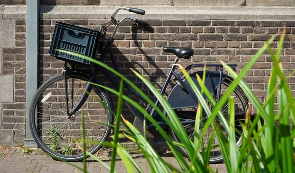 Svart Klassisk Cykel Röd Tegel Vägg Bakgrund Gröna Växter Nära — Stockfoto