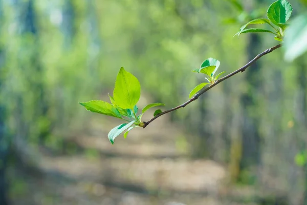 Fresh New Leaves Spring Branch Nature Springtime — Stock Photo, Image