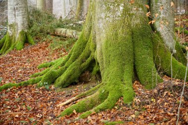 Almanya 'nın güzel ormanları. Ağaç kabuğunda yosun olan büyük yaşlı ağaçlar. Sonbahar sezonu. vahşi doğa arka planı.