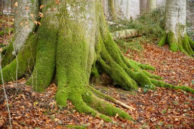 Almanya 'nın güzel ormanları. Ağaç kabuğunda yosun olan büyük yaşlı ağaçlar. Sonbahar sezonu. vahşi doğa arka planı.