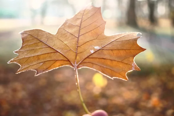 Una Licencia Arce Otoño Invierno Con Fondo Borroso — Foto de Stock