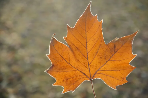 Een Esdoorn Verlof Herfst Winter Seizoen Met Wazig Achtergrond — Stockfoto