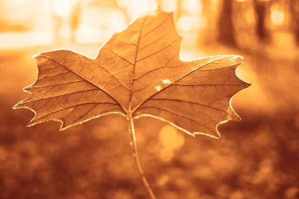 Een Esdoorn Verlof Herfst Winter Seizoen Met Wazig Achtergrond — Stockfoto