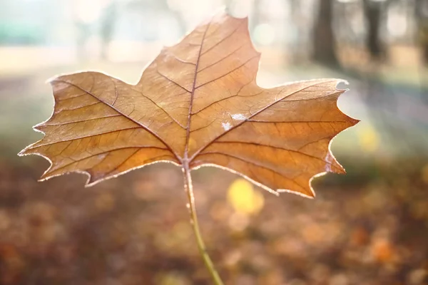 Een Esdoorn Verlof Herfst Winter Seizoen Met Wazig Achtergrond — Stockfoto