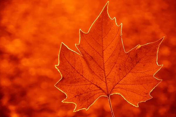 Una Licencia Arce Otoño Invierno Con Fondo Borroso — Foto de Stock