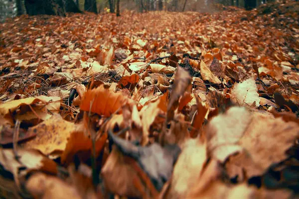 背の高い黄金のリンデンの木の幹 カラフルな葉の森の床を閉じる 牧歌的な秋の風景 — ストック写真
