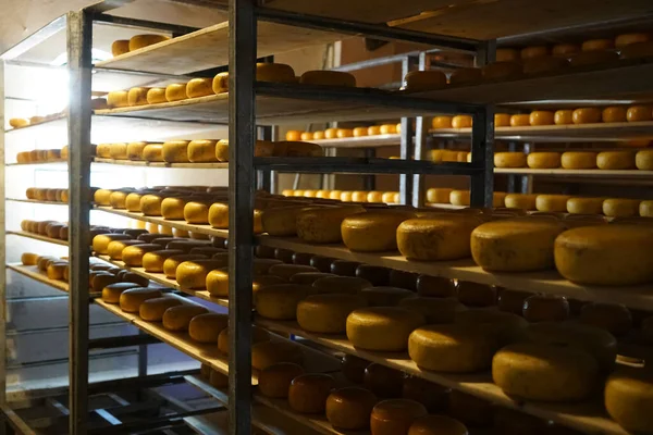 熟成庫で熟成させる木製棚の上の熟成チーズの車輪フランスの乳製品 — ストック写真