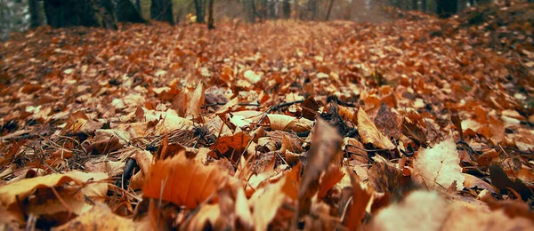 Troncos Altos Tilo Dorado Suelo Bosque Hojas Coloridas Cerca Paisaje —  Fotos de Stock