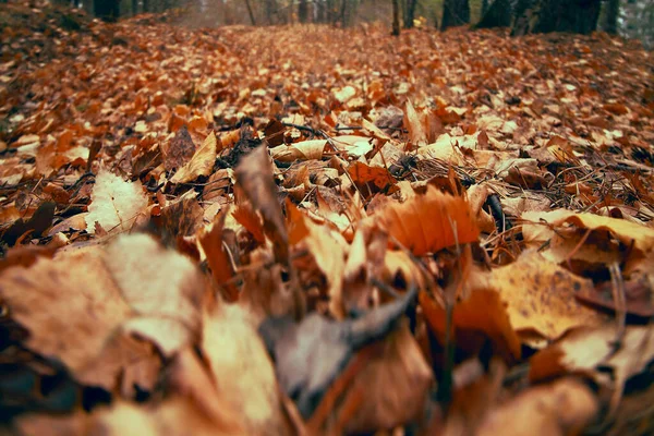 Troncos Altos Tilo Dorado Suelo Bosque Hojas Coloridas Cerca Paisaje — Foto de Stock