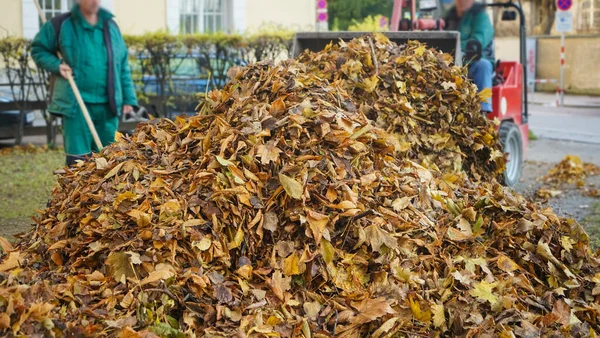 Innsbruck Austria December 2019 시간에 뒷마당에 제복을 낙엽을 전문가 — 스톡 사진