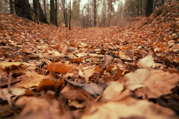 背の高い黄金のリンデンの木の幹 カラフルな葉の森の床を閉じる 牧歌的な秋の風景 — ストック写真