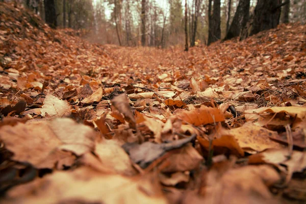 tall golden linden tree trunks, forest floor of colorful leaves close-up. Idyllic autumn landscape.