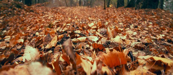 Troncos Altos Tilo Dorado Suelo Bosque Hojas Coloridas Cerca Paisaje — Foto de Stock