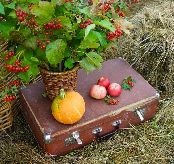 Valise Vintage Citrouille Aux Pommes Rouges Buisson Viorne Dans Pot — Photo