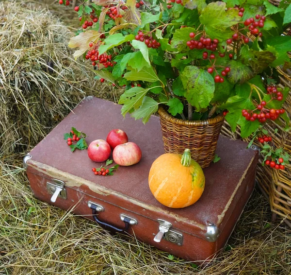 Valise Vintage Citrouille Aux Pommes Rouges Buisson Viorne Dans Pot — Photo