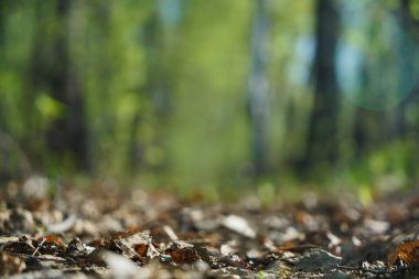 Ağaçlar arasında ışık patlaması ve parıldayan ışıkların soyut fotoğrafı. Görüntü bulanık ve filtrelenmiş. Ağaçlar arasında ışık patlaması ve parlak altın bokeh ışıklarının bulanık fotoğrafı.