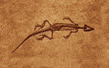 Müzedeki dinozor iskeleti. Uzun kuyruklu bir Pterosaur fosilinin izi