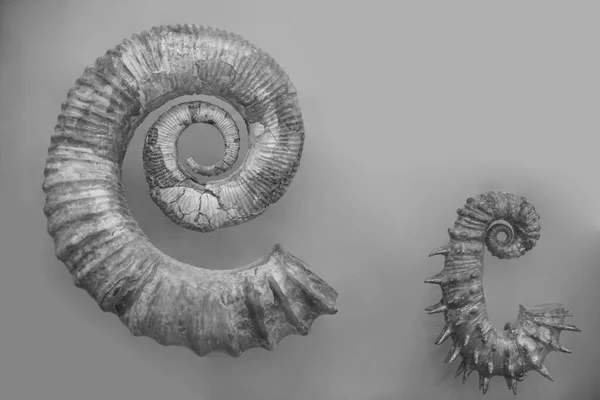 照片上有一个半圆形的贝壳 是在白色上被隔离的无花果 Nautilus Pompilius 榴辉岩化石的涡旋 — 图库照片