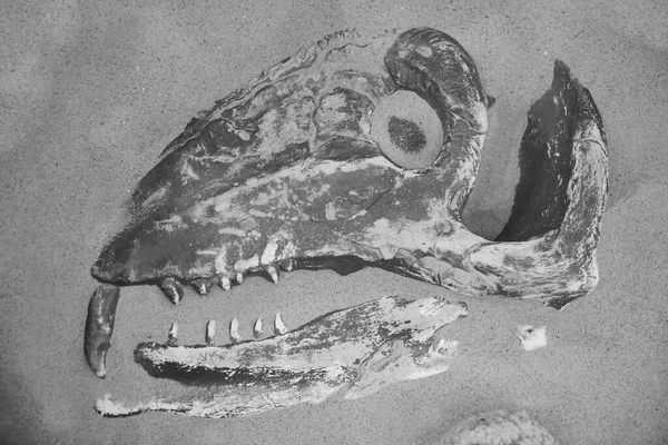 Fosilní Hlava Velociraptora Dinosaura Sérií Ostrých Zubů — Stock fotografie