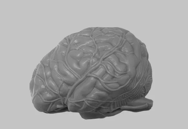 Graues Menschliches Gehirn Isoliert Auf Weißem Hintergrund Seitenansicht Plastikmodell — Stockfoto