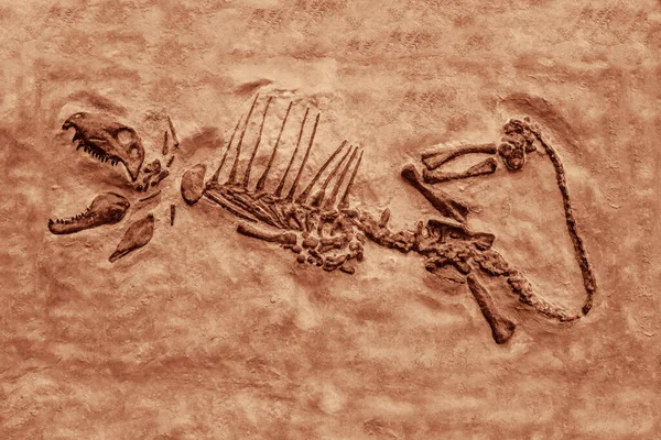 Dinosaurie Fossil Försteningsskelett Dinosaurie Med Öppen Mun — Stockfoto