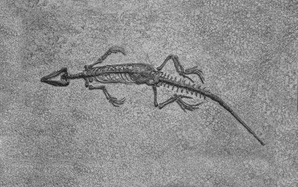 博物馆里的恐龙骨架 长尾龙化石的印迹 — 图库照片