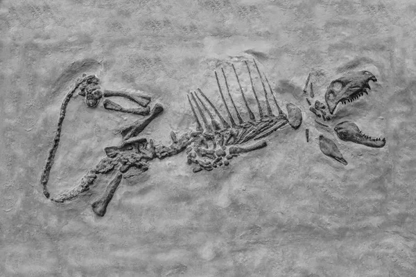Fóssil Dinossauro Esqueleto Petrificação Dinossauro Com Boca Aberta — Fotografia de Stock