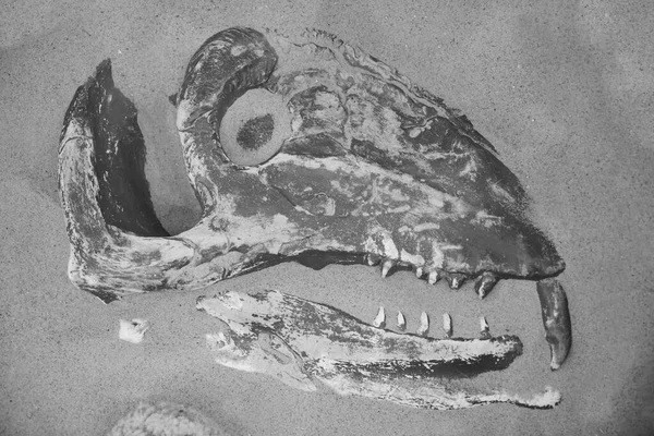 Απολιθωμένο Κεφάλι Ενός Δεινόσαυρου Μια Σειρά Από Κοφτερά Δόντια — Φωτογραφία Αρχείου