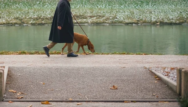 Büyük kahverengi köpek ve asfalt yolda yürüyen yaşlı bir adam. Nehir boyunca yürüyüş. Kış mevsimi.