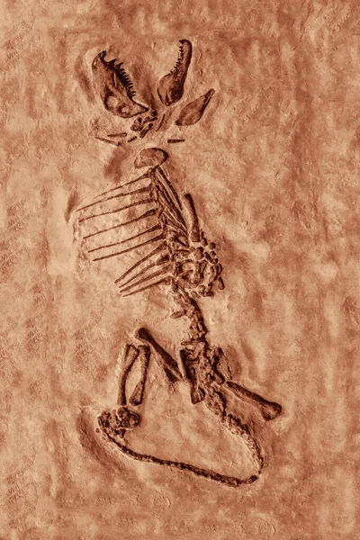 Fóssil Dinossauro Esqueleto Petrificação Dinossauro Com Boca Aberta — Fotografia de Stock