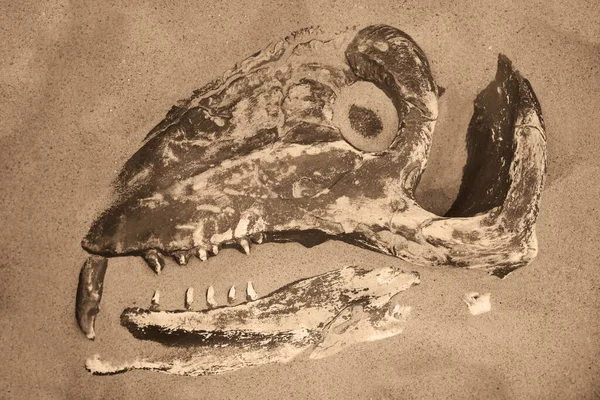 Cabeça Fóssil Dinossauro Velociraptor Com Uma Série Dentes Afiados — Fotografia de Stock