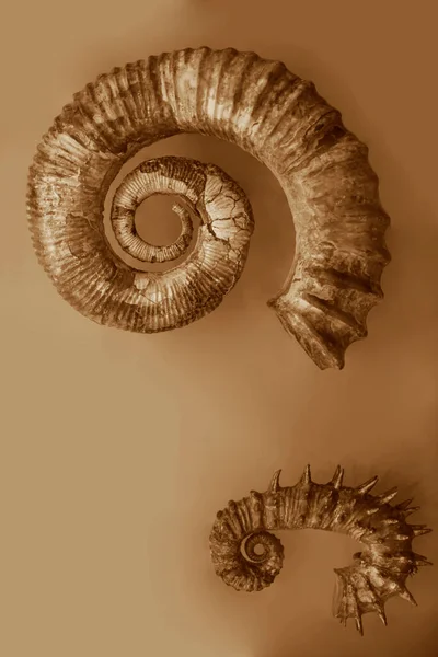 Foto Una Concha Cortada Mitad Nautilus Chambered Nautilus Pompilius Aislado — Foto de Stock