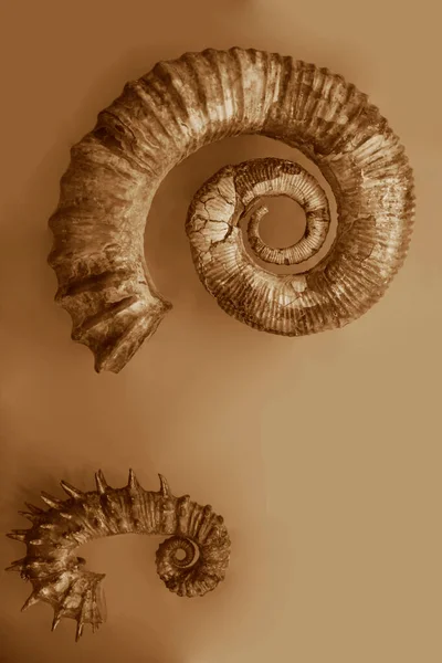 Foto Una Concha Cortada Mitad Nautilus Chambered Nautilus Pompilius Aislado — Foto de Stock