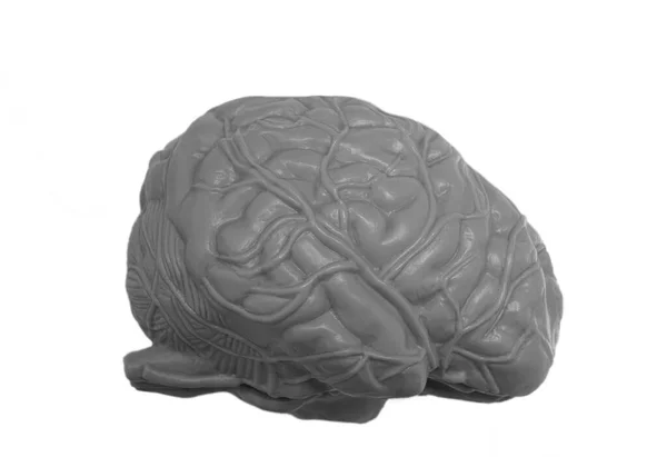 Gray Human Brain Isolated White Background Side View Plastic Model — Stock Photo, Image