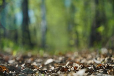 Ağaçlar arasında ışık patlaması ve parıldayan ışıkların soyut fotoğrafı. Görüntü bulanık ve filtrelenmiş. Ağaçlar arasında ışık patlaması ve parlak altın bokeh ışıklarının bulanık fotoğrafı.