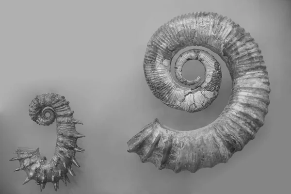 Φωτογραφία Τεμαχισμένου Κελύφους Καμπυλωτού Ναυτίλου Nautilus Pompilius Απομονωμένου Λευκό Στροβιλίζονται — Φωτογραφία Αρχείου