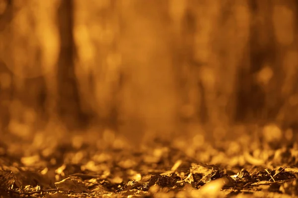 Падение Листьев Размытой Осенней Идиллии Леса Осенние Листья Солнце Осенний — стоковое фото