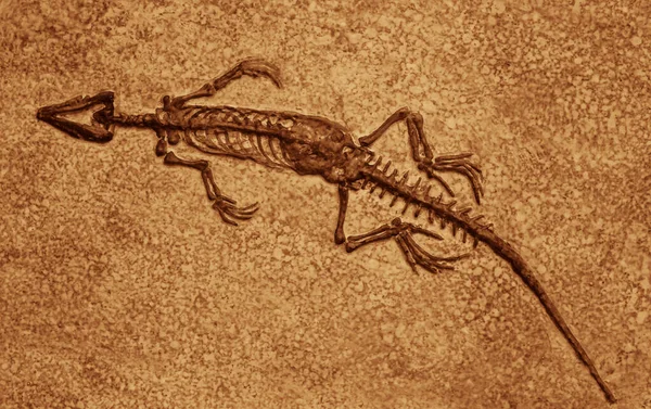 Esqueleto Dinossauro Museu Impressão Fóssil Pterossauro Cauda Longa — Fotografia de Stock