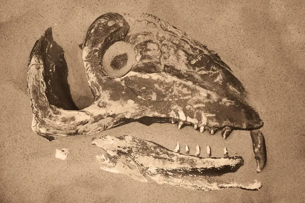 具有一系列锋利牙齿的猛龙的化石头 — 图库照片