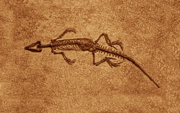 Esqueleto Dinossauro Museu Impressão Fóssil Pterossauro Cauda Longa — Fotografia de Stock
