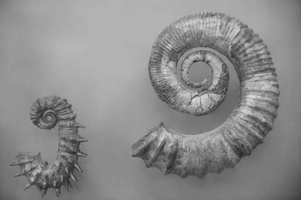 Foto Guscio Dimezzato Nautilus Nautilus Pompilius Isolato Bianco Vortici Fossile — Foto Stock