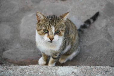 Sevimli Sıkıcı Uykucu Kedi kaldırım taşlarının üzerinde oturuyor. en üstteki görünüm.