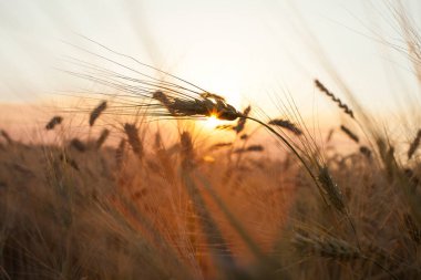 Buğday tarlasında altın gün batımı. Buğday kulaklarını kapat. 