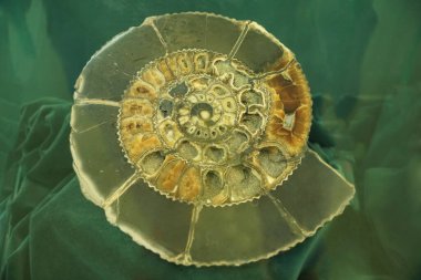 Amonit kabuğu. Taşın dokusu yeşil bir kesikte.