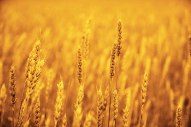 Buğday tarlasında altın gün batımı. Buğday kulaklarını kapat. 