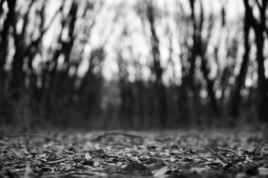 Uzun altın ıhlamur ağacı gövdeleri, renkli yapraklardan oluşan orman zeminleri. Idyllic sonbahar manzarası.