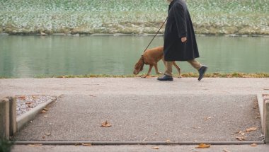 Büyük kahverengi köpek ve asfalt yolda yürüyen yaşlı bir adam. Nehir boyunca yürüyüş. Kış mevsimi.