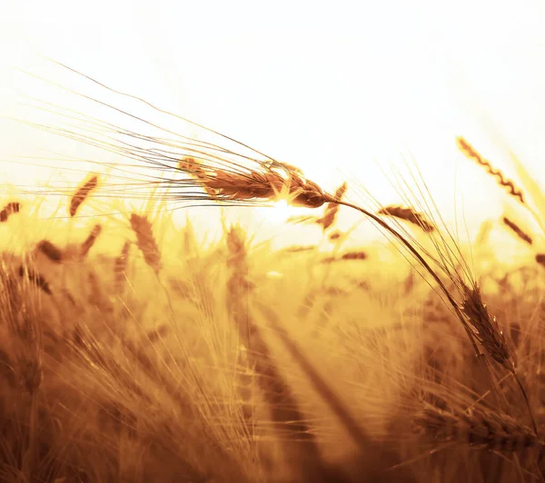 Golden Sunset Wheat Field Close Wheat Ears — Stock Photo, Image