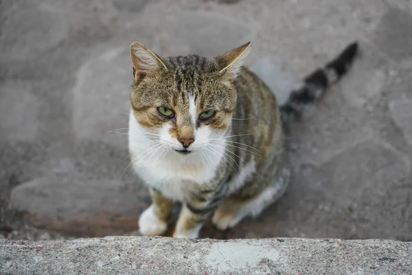 Carino Annoiato Gatto Assonnato Seduto Pavimentazione Pietre Vista Dall Alto — Foto Stock